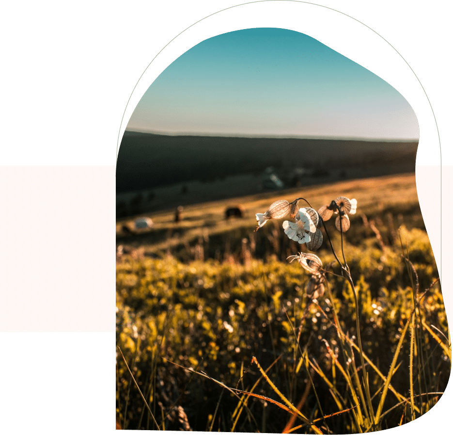 Wildflowers glowing in evening light, capturing the calm and openness found with a San Francisco anxiety therapist.