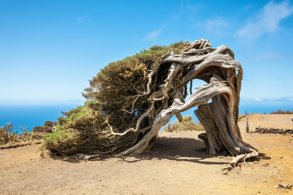 Resilient tree bent by wind, showing strength and adaptability with a CBT therapist in San Francisco.