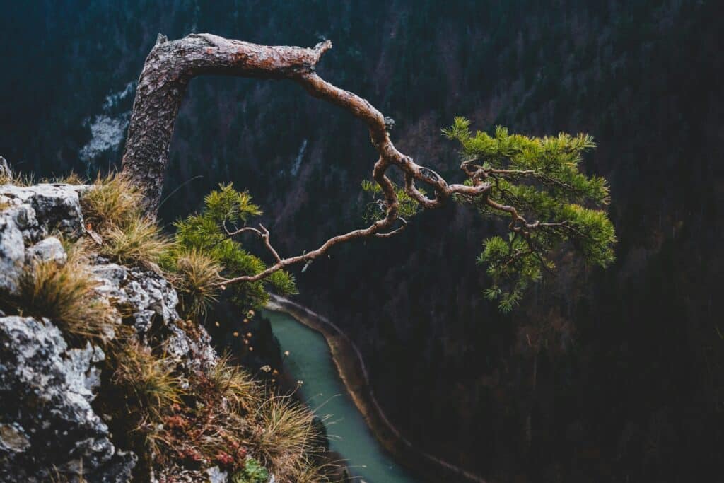 Tree extending from rocky cliff, reflecting growth and resilience through family therapy in San Francisco.